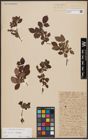 Foto von Salix aurita L. x Salix silesiaca Willd.